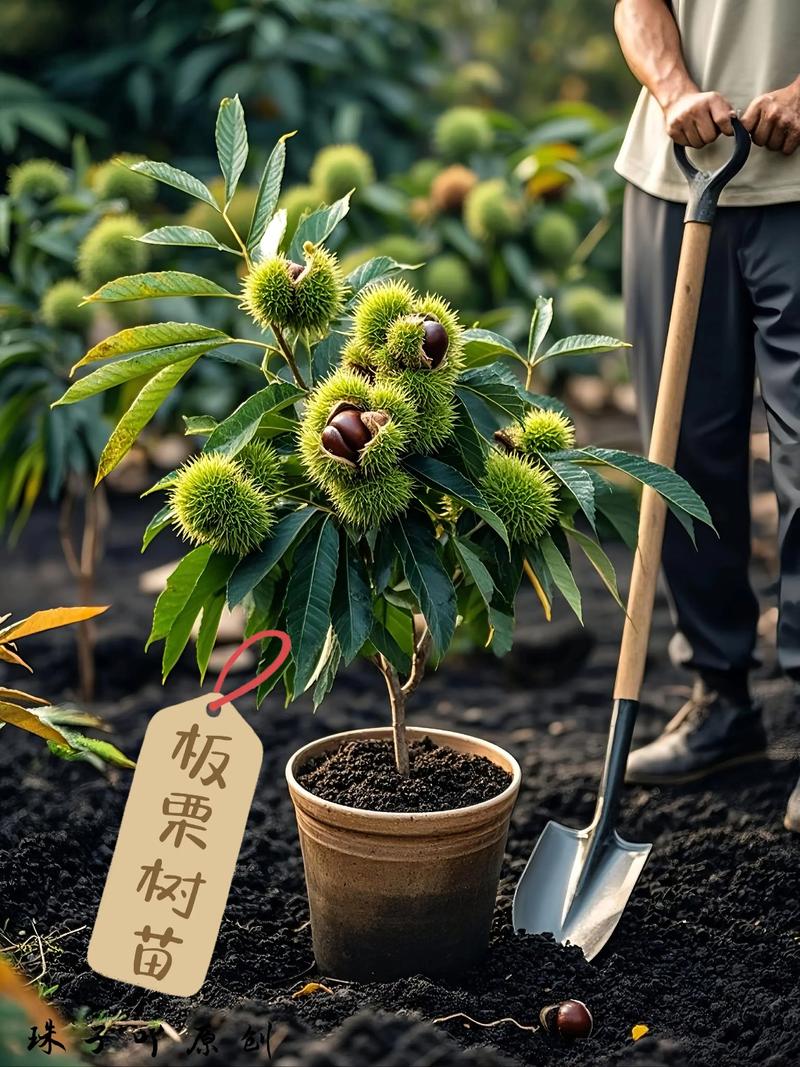 如何种植板栗?从选苗到结果的全流程技术指南 土壤环境要求:pH 5.5-6.5的酸性沙壤土最适宜