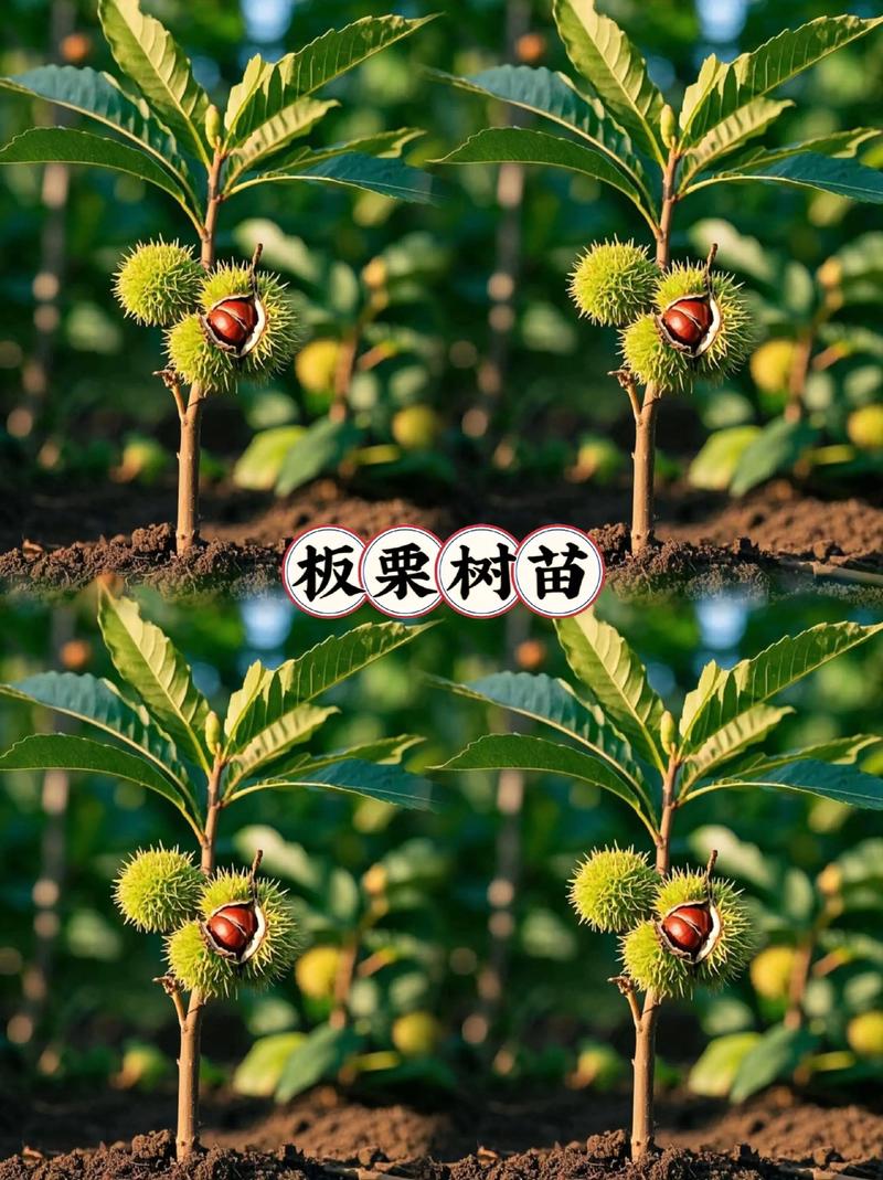 如何种植板栗?从选苗到结果的全流程技术指南 浇定根水:边栽边浇,浇透不积水