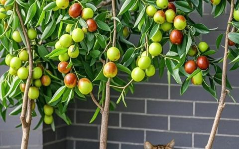 枣树上能嫁接杏树吗？枣树嫁接杏树的科学真相与可行替代方案