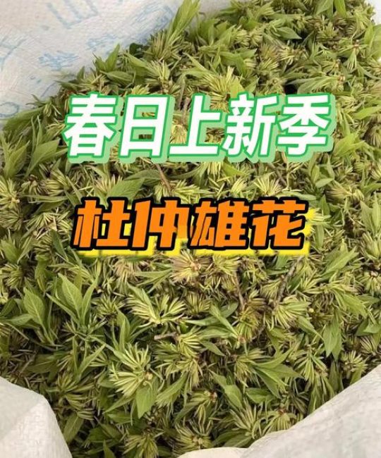 杜仲雄花茶多少钱一斤？规格、产地、季节影响报价