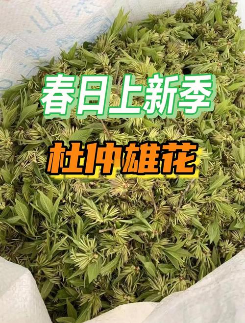 杜仲雄花茶多少钱一斤?规格、产地、季节影响报价 杜仲雄花茶多少钱一斤?规格、产地、季节影响报价
