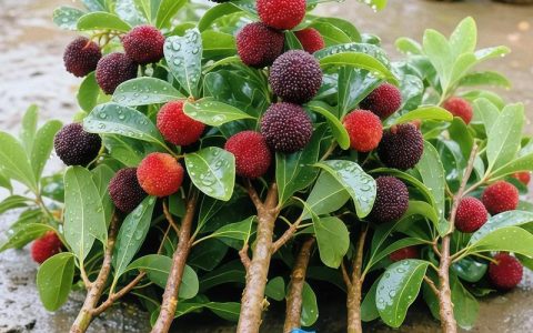 杨梅在北方可以种吗？实战种植指南与地域适应性分析