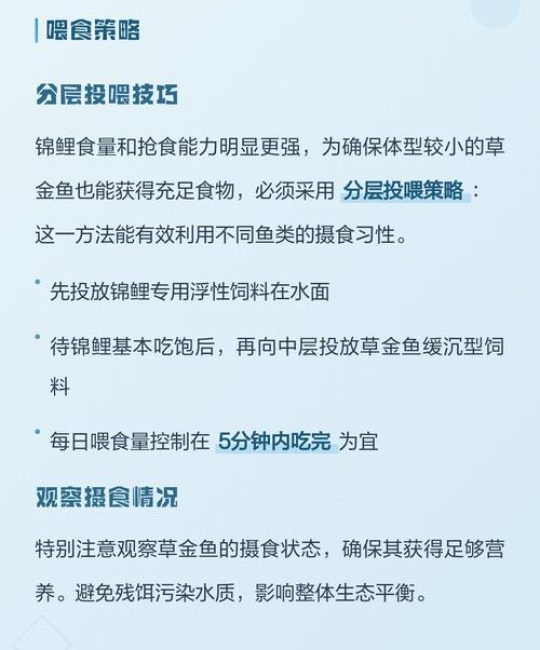 草金鱼可以和锦鲤一起养吗？混养注意事项全解析