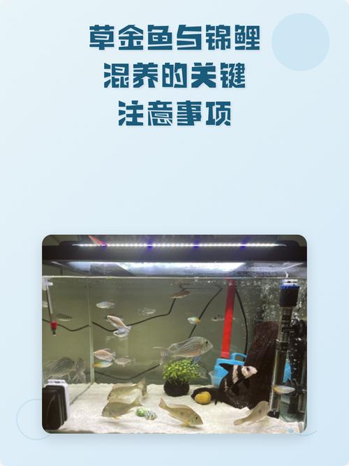 草金鱼可以和锦鲤一起养吗?混养注意事项全解析 三、喂养技巧:避免争食与过度肥胖
