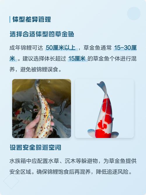 草金鱼可以和锦鲤一起养吗?混养注意事项全解析 二、环境设置:空间与过滤是关键