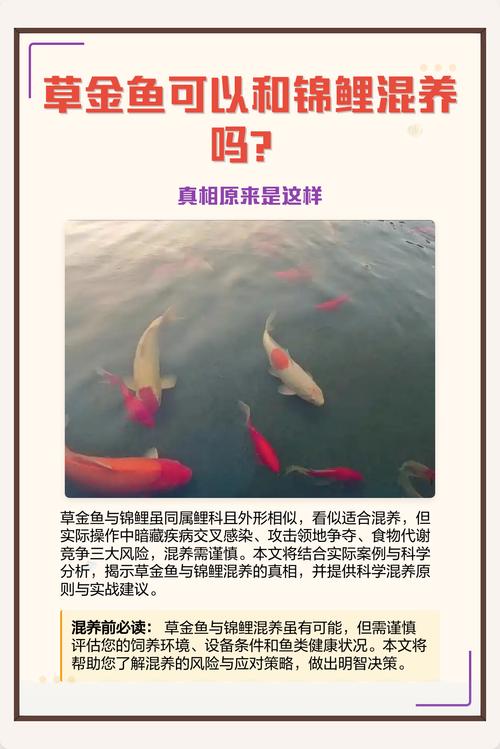 草金鱼可以和锦鲤一起养吗?混养注意事项全解析 五、总结与建议