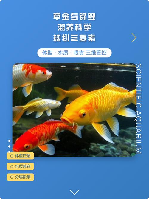 草金鱼可以和锦鲤一起养吗?混养注意事项全解析 四、疾病防控:隔离与治疗