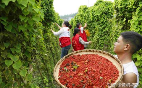 种植什么药材赚钱快不愁卖？推荐这4种高价值品种及白芍种植技术指南