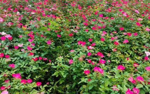 月季花抗寒多少度？全面解析月季越冬温度界限与养护策略