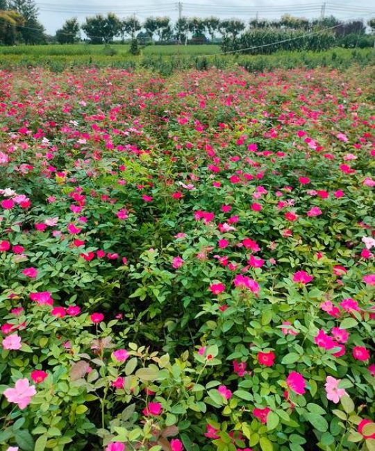 月季花抗寒多少度？全面解析月季越冬温度界限与养护策略