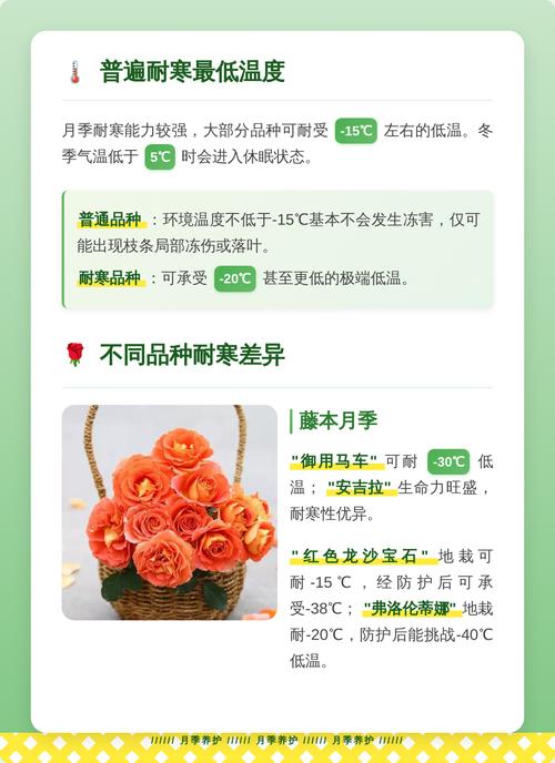 盆栽/地栽选择决策