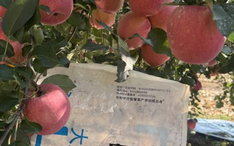 苹果树用什么肥料？按生长周期施肥，果大味甜产量高