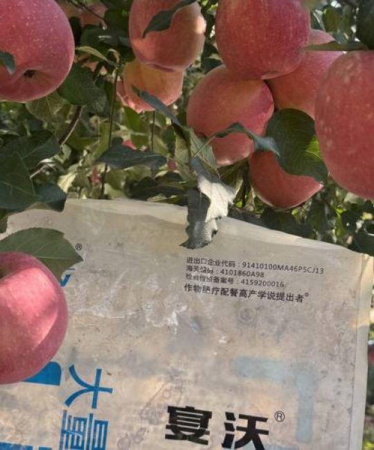 苹果树用什么肥料？按生长周期施肥，果大味甜产量高