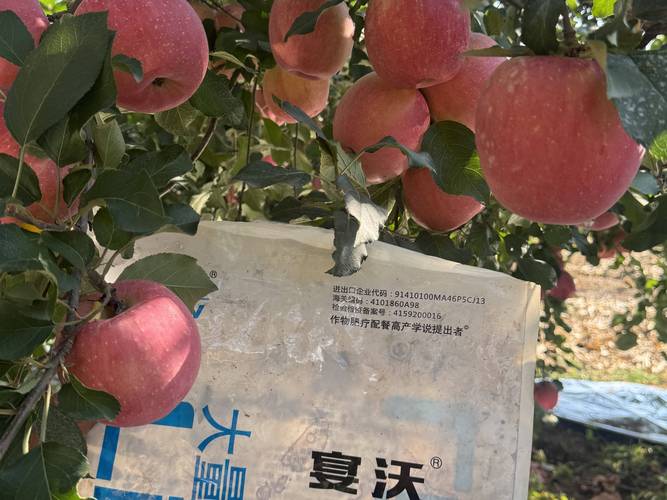 苹果树用什么肥料?按生长周期施肥,果大味甜产量高 苹果树用什么肥料?按生长周期施肥,果大味甜产量高