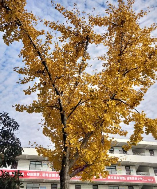校园绿化的智慧：学校一般都种什么树？