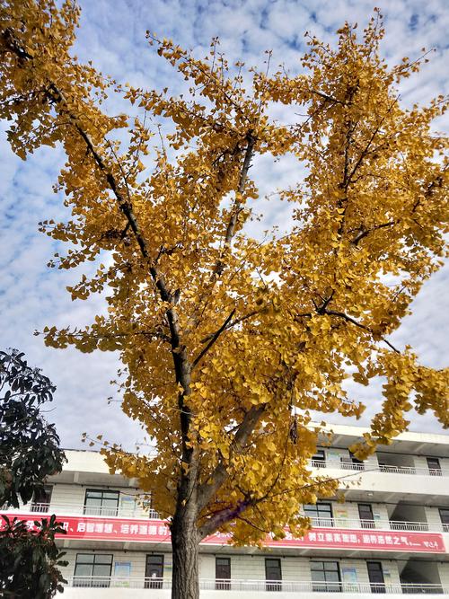 校园绿化的智慧：学校一般都种什么树？