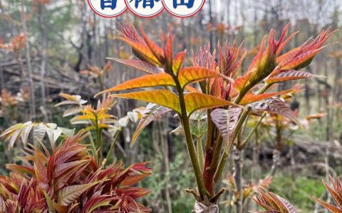 椿树做什么好？详解香椿的多种用途与园艺价值