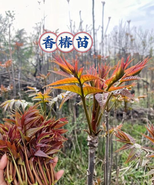 椿树做什么好？详解香椿的多种用途与园艺价值