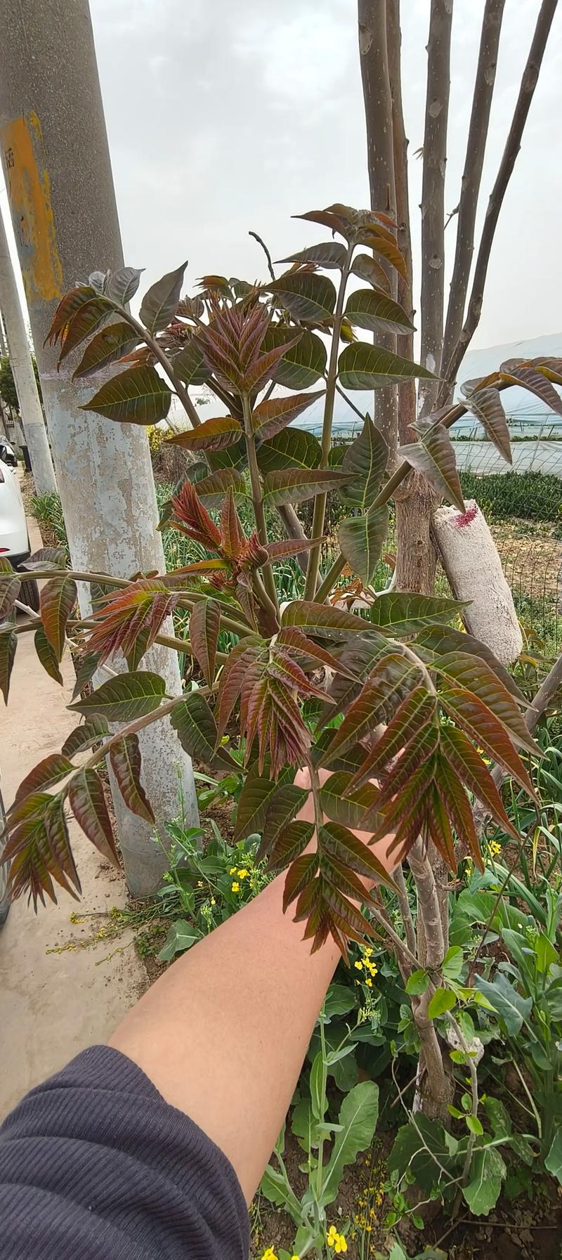 椿树做什么好?详解香椿的多种用途与园艺价值 三、全身是宝的药用与材用价值