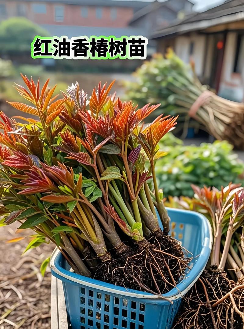 椿树做什么好?详解香椿的多种用途与园艺价值 四、园林生态中的“多功能树种”