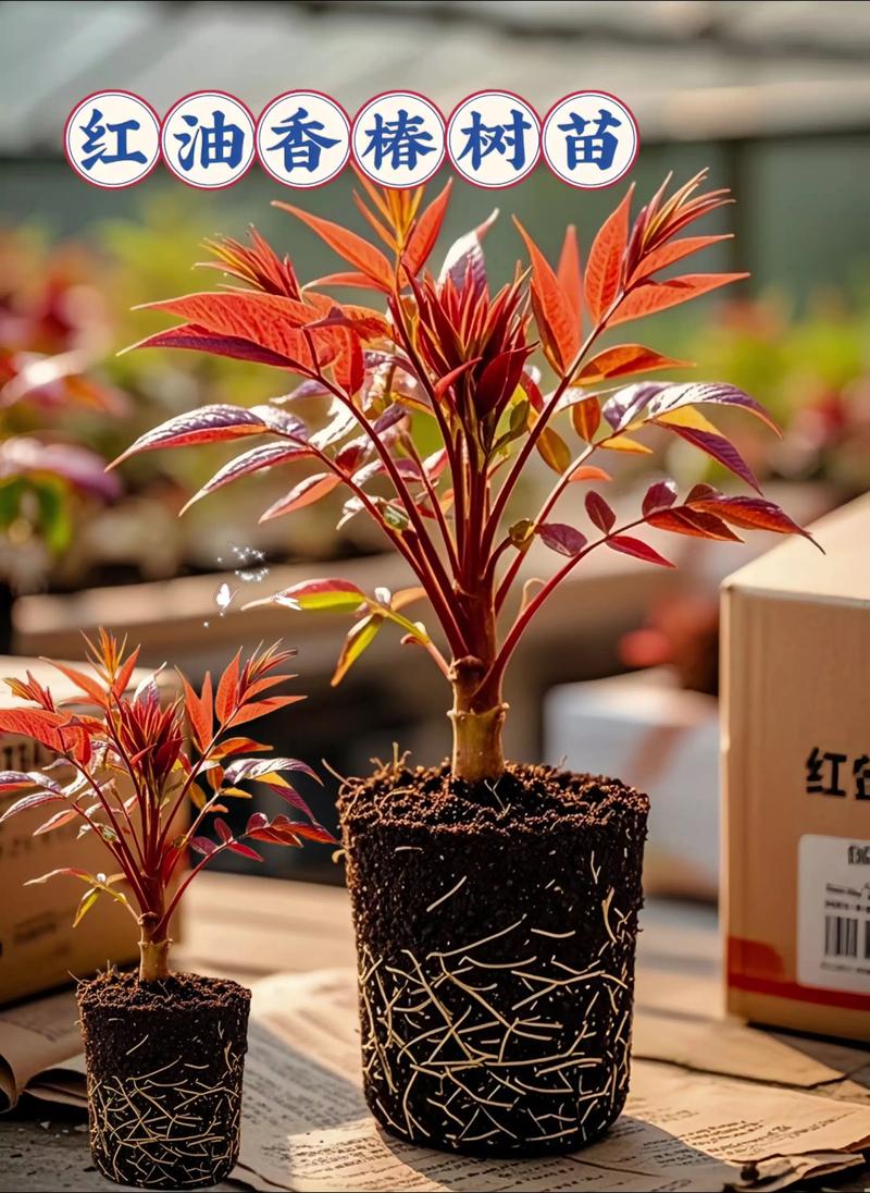椿树做什么好?详解香椿的多种用途与园艺价值 五、种植与养护要点