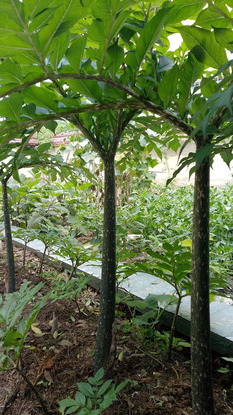种魔芋要浇水吗?家庭种植魔芋的六个养护关键点 施肥:基肥为主,追肥少量多次