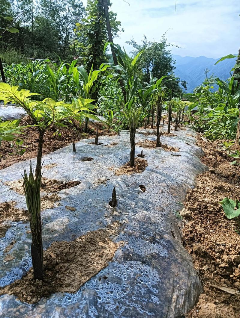 种魔芋要浇水吗?家庭种植魔芋的六个养护关键点 修剪:摘花苞、剪病叶,保留健康叶片