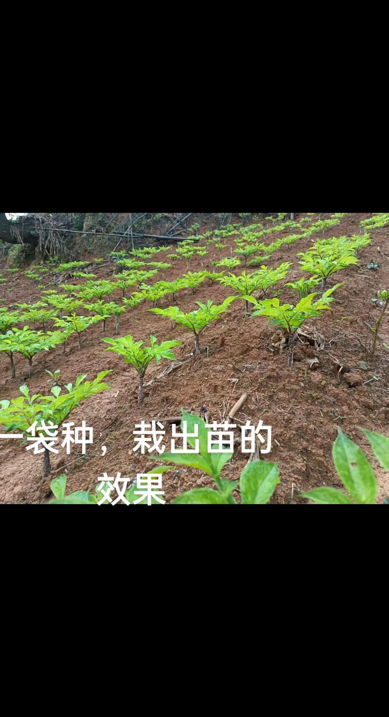 种魔芋要浇水吗?家庭种植魔芋的六个养护关键点 光照:半阴环境最佳,避免强光直射