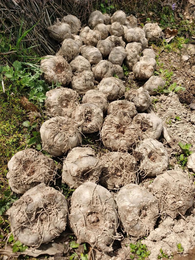 种魔芋要浇水吗?家庭种植魔芋的六个养护关键点 越冬越夏:冬季休眠控水,夏季防晒降温