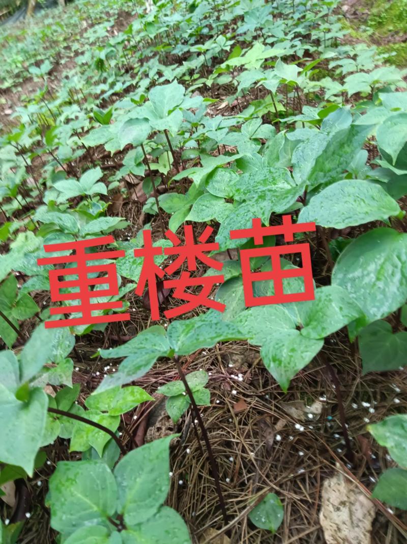 重楼一斤种子能出多少苗?出苗率及影响因素详解 二、理想状态下的出苗数