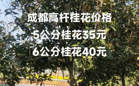 桂花树苗采购指南：科学筛选渠道，避开品种与质量陷阱