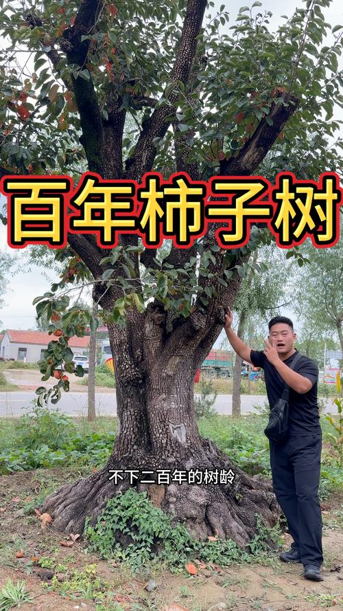 二十年的柿子树值多少钱?2026年成熟柿子树价格参考区间与影响因素全解析 季节:春秋移栽季价格上浮10%-20%,冬夏淡季议价空间大