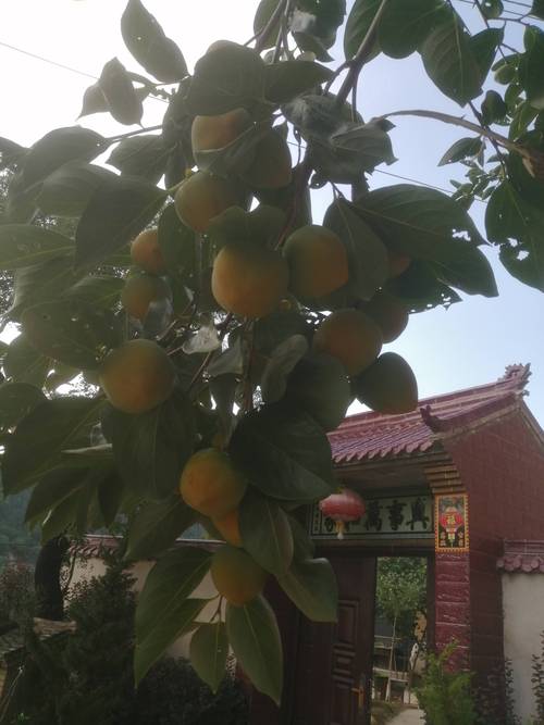 二十年的柿子树值多少钱?2026年成熟柿子树价格参考区间与影响因素全解析 规格:树龄与尺寸决定基础价格