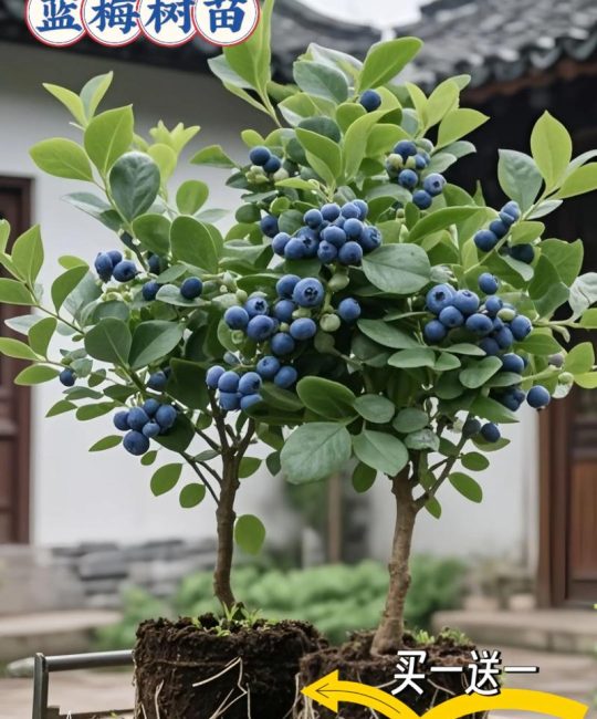 蓝莓嫁接最好的五种树及砧木选择指南