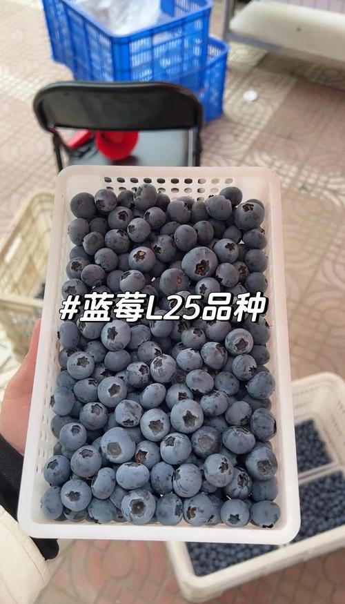 2026年蓝莓多少钱一斤?产地、季节与规格影响报价详情 2026年蓝莓价格参考表