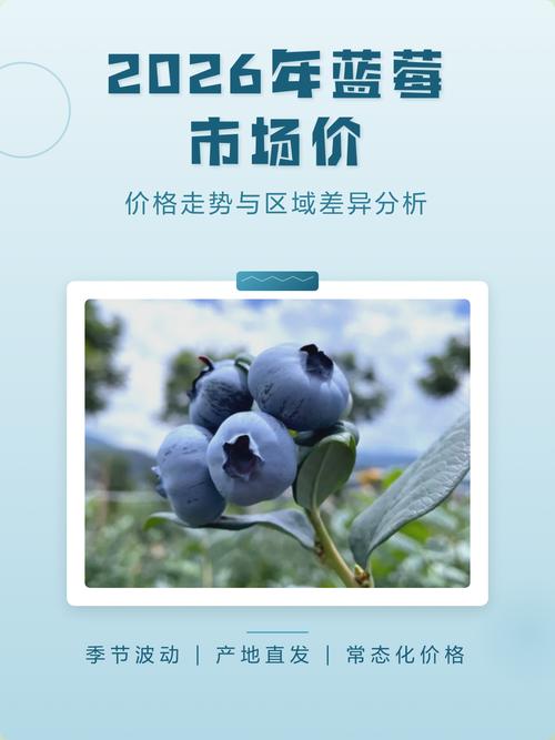 2026年蓝莓多少钱一斤?产地、季节与规格影响报价详情 常见问题 (FAQ)