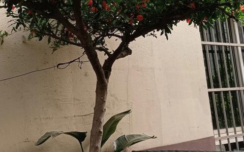 房子后面有石榴树好吗？石榴树选购与种植全攻略