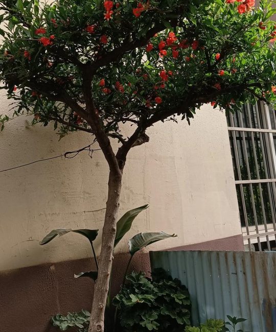 房子后面有石榴树好吗？石榴树选购与种植全攻略