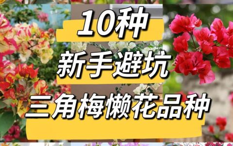 三角梅一年能开几次花？揭秘“勤花”与“懒花”品种的观赏期管理