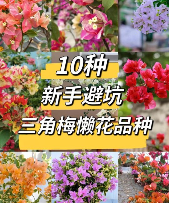 三角梅一年能开几次花？揭秘“勤花”与“懒花”品种的观赏期管理