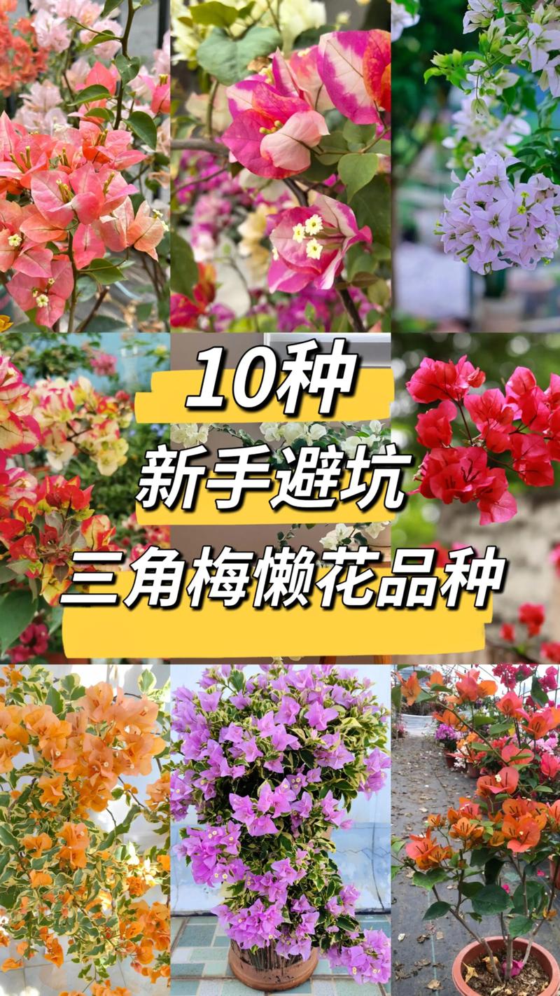 三角梅一年能开几次花?揭秘“勤花”与“懒花”品种的观赏期管理 三角梅一年能开几次花?揭秘“勤花”与“懒花”品种的观赏期管理