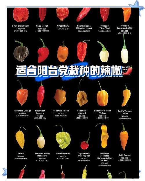 Raft辣椒种子怎么获得?浮筏水培系统下的种子采集全攻略 五、常见问题解答