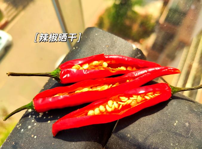 Raft辣椒种子怎么获得?浮筏水培系统下的种子采集全攻略 结语