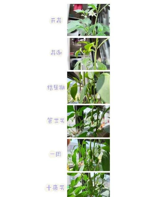 Raft辣椒种子怎么获得?浮筏水培系统下的种子采集全攻略 四、浮筏系统留种的注意事项