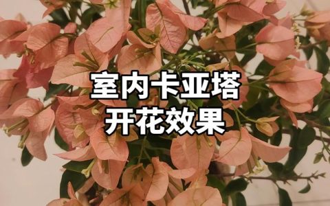 三角梅在室内养会不会开花？室内促花技巧与光照管理全攻略