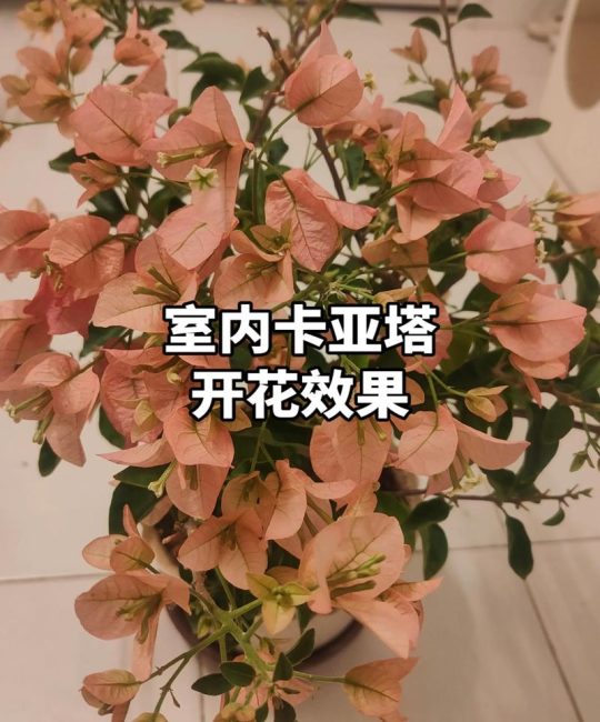 三角梅在室内养会不会开花？室内促花技巧与光照管理全攻略