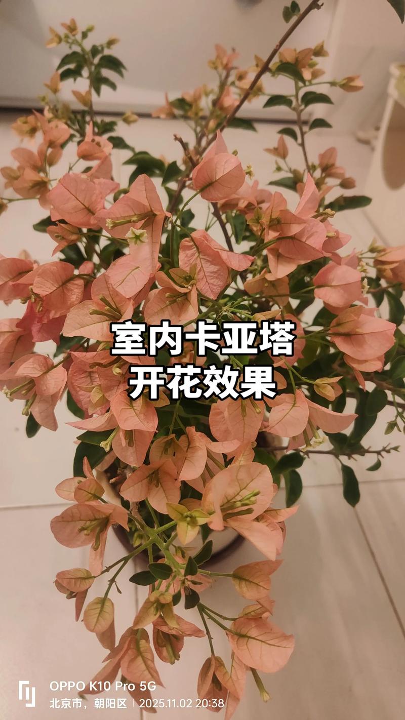 三角梅在室内养会不会开花？室内促花技巧与光照管理全攻略