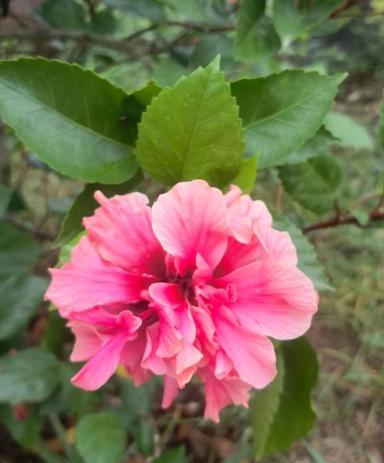 朱槿和扶桑花是同一种花吗？园艺专家的详细解答