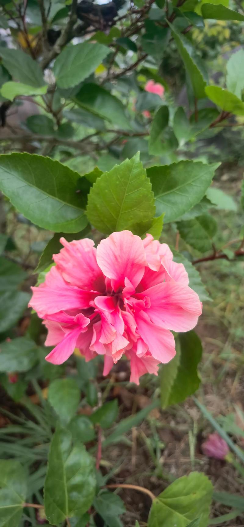 朱槿和扶桑花是同一种花吗?园艺专家的详细解答 朱槿和扶桑花是同一种花吗?园艺专家的详细解答