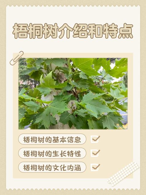 种梧桐树有什么好处?行道树与庭院种植全指南 总结